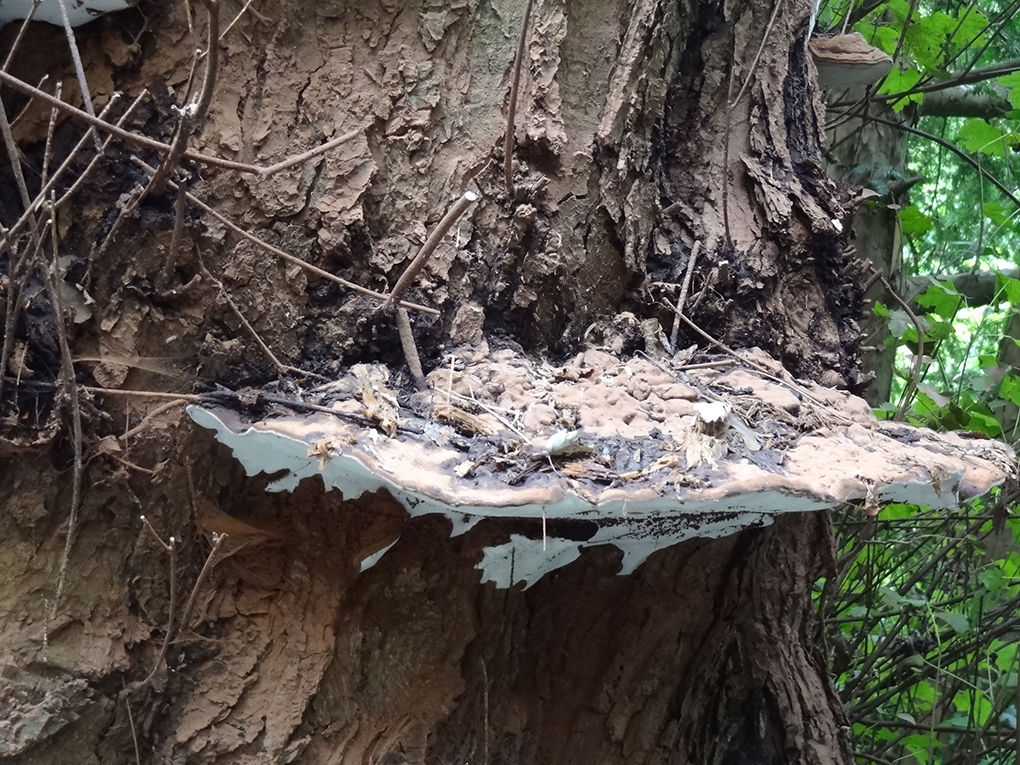  Uistapje 2017, rondleiding in de natuur en uitleg van de natuur. 